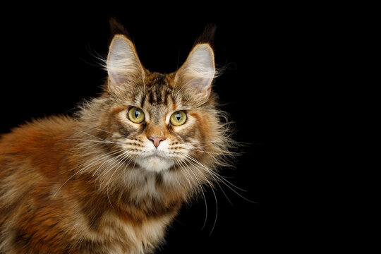 Orange tabby Maine Coon cat staring directly at camera isolated on black background