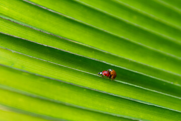 Couple of ladybirds mating on leaf © Lucia Tieko