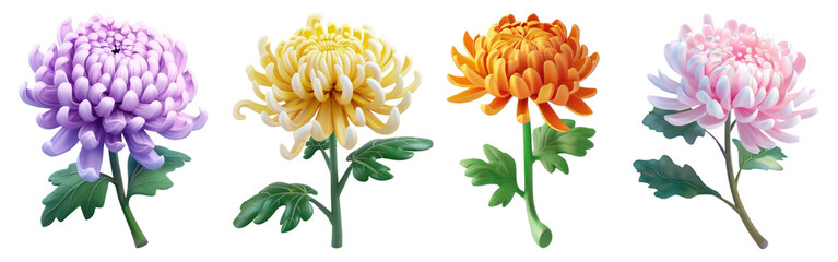 Obraz premium Colorful chrysanthemum flowers illustration, png set on transparent background