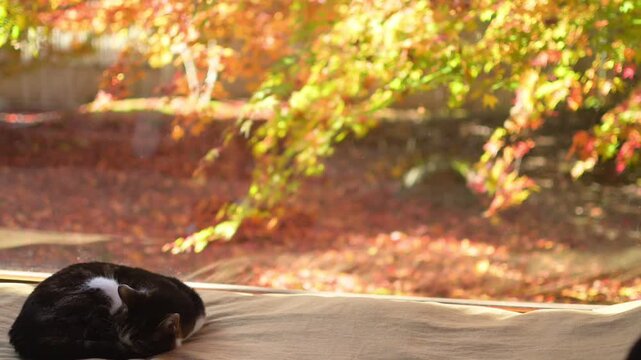 紅葉の庭を背景にウトウトするキジ猫と、せわしく歩き回る黒猫