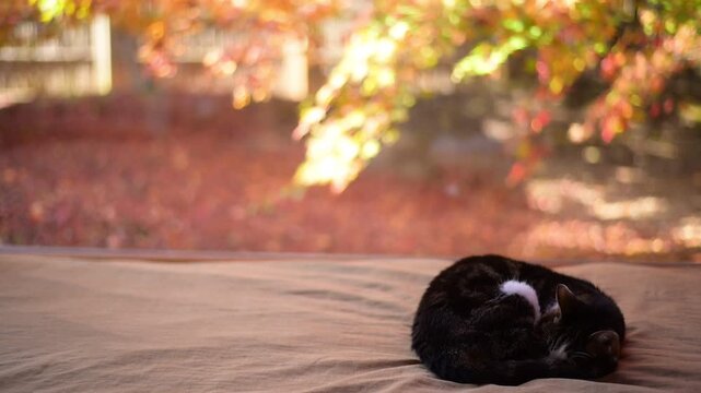 紅葉の庭を背景にウトウトするキジ猫と、せわしく歩き回る黒猫