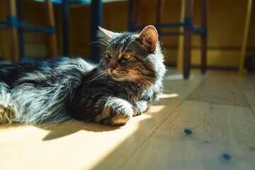 Long-haired tabby cat lying on a wooden floor in sunlight © LoloStock