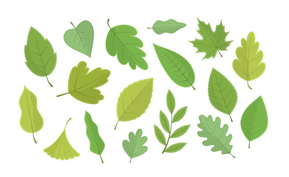 Flat green leaves in diverse organic shapes with delicate veins