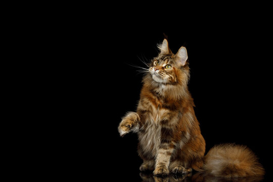 Orange tabby Maine Coon cat sitting with one paw raised while looking up with empty copy space on black background