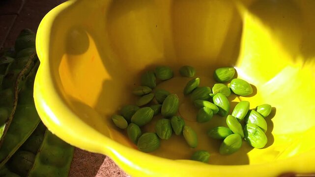 Close up of peeled green bitter beans petai in yellow bowl. Fresh petai seeds with pods beside. Traditional Asian cooking ingredient, home kitchen.