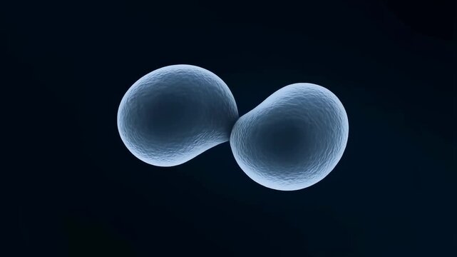 Extreme close-up shows a single Streptococcus mutans bacterium dividing by binary fission into two identical daughter cells. Bacterial cell division