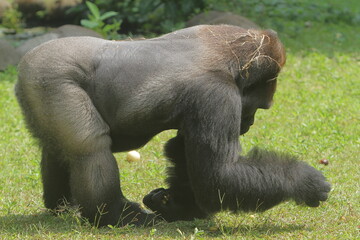 A side view of a silverback gorilla picking up fruit from the grass © Pitokung