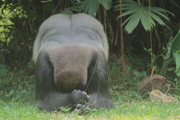 A silverback gorilla is lowering its head to pick up fruit from the grass © Pitokung