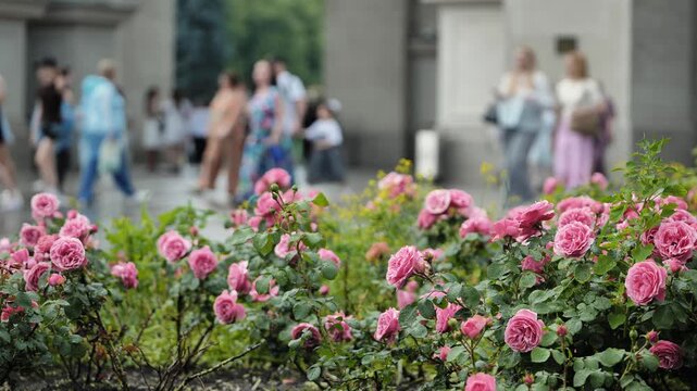 Pink roses blooming in a city VDNKh park with people walking in blurred background