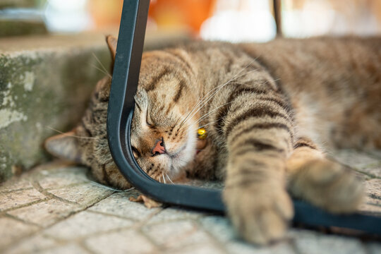 Fluffy domestic tabby cat tired by summer weather peacefully sleeping outdoors on pavement under chair, furry kitty napping lying on chair leg, pet comfortably resting and dreaming outside on hot day.