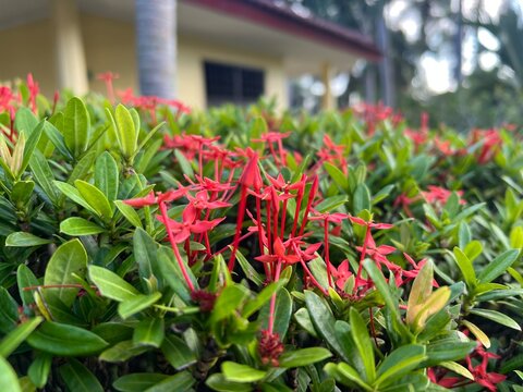 Red ixora flowers blooming in green garden bush with blurred house background