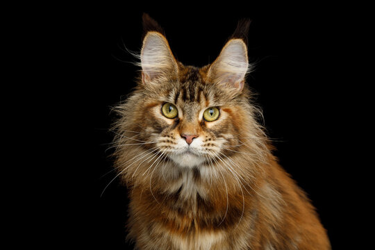 Orange tabby Maine Coon cat close up portrait staring directly at camera isolated on black background