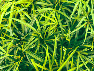 green grass background in Sempur park Bogor Jawa Barat Indonesia 