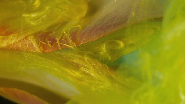Vertical video. Drop flower. Smoke art. Blur yellow color vapor blue red tulip water blossom fume floating on abstract floral background.
