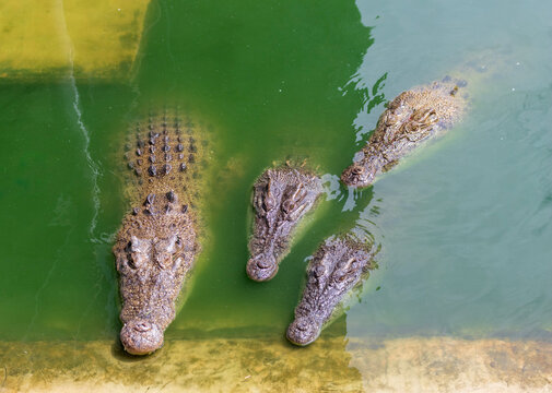 Several large crocodiles are seen submerged and motionless in murky, shallow water at the edge of an enclosure, exhibiting their scaly texture and powerful forms.