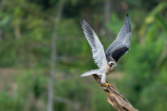 Black-winged kite with wings raised high, leaning forward on branch stump, calling with open beak against blurred green forest.