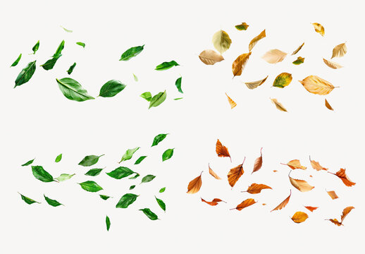Seasonal Leaves In Colorful Arrangement Element Design Set