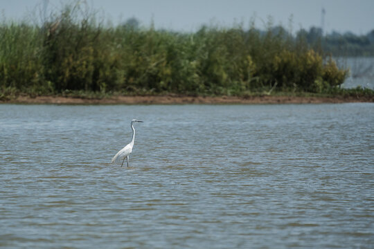 A graceful Ardea alba Great Egret standing quietly along the edge of a serene lake,
