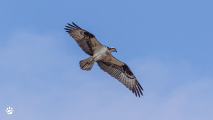 Fototapeta premium Osprey in Flight