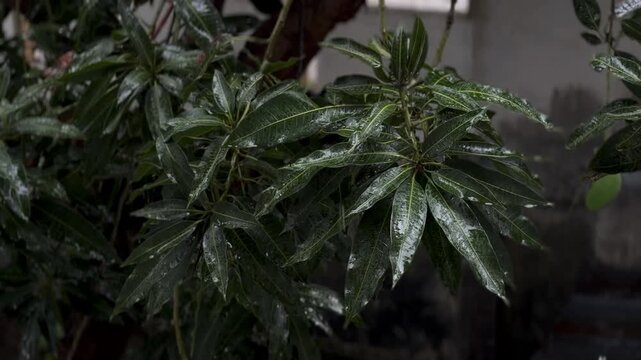 Vibrant green plant leaves covered in rain droplets, showcasing natural beauty and hydration.