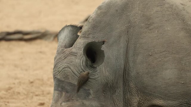 A close-up of a white rhinoceros' head with red-billed oxpeckers perched on its ears, showcasing the remarkable symbiotic relationship between these two African species, Mkhuze Game Reserve.