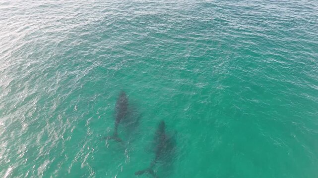 Aerial View of Humpback Whales Swimming in Turquoise Ocean Water