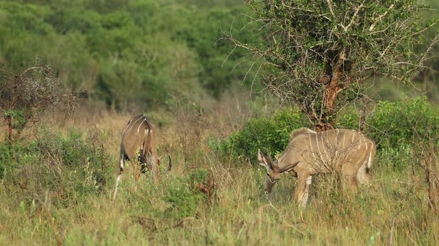 Two male greater kudu standing in lush green grass, calmly grazing in Mkhuze Game Reserve, South Africa.