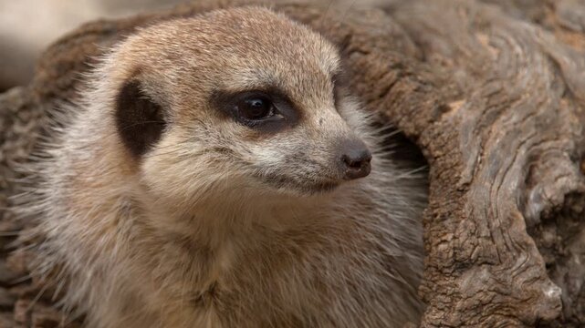 Close-up Portrait of a Meerkat Peering from a Hollow Log