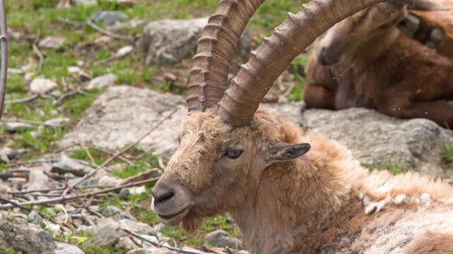 Alpine Ibex Resting on Rocky Ground in Piedmont Italy