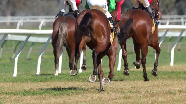 Thoroughbred Horses and Jockeys Racing Away on Turf Track