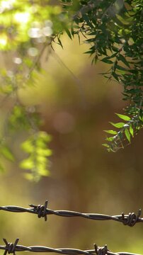 Barbed Wire Fence and Eucalyptus Leaves in Australian Outback