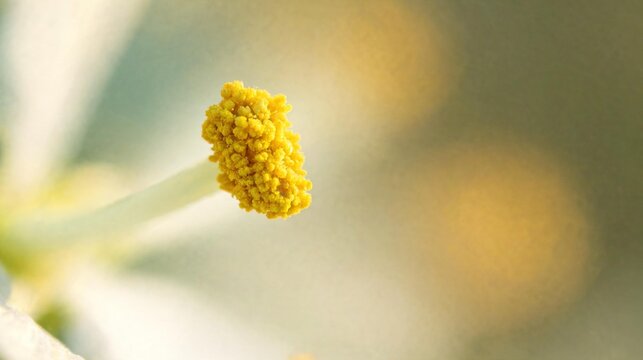 Flower Stamen Covered with Yellow Pollen Macro