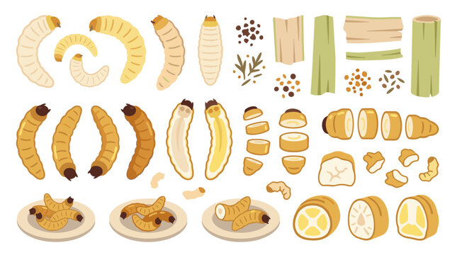 Set of sago worms in various stages, traditional entomophagy food, larvae on plates, sliced palm stem, raw protein nutrition, sustainable snacks