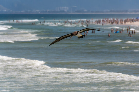 Brown booby flying over busy beaches while hunting, demonstrating agility and adaptation to the urban coastal environment.