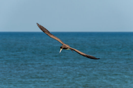 Brown booby flying over busy beaches while hunting, demonstrating agility and adaptation to the urban coastal environment.