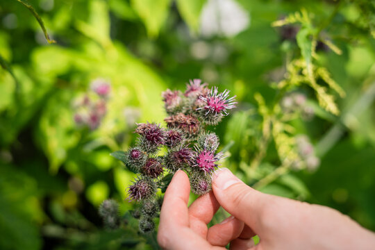 Hand holding woolly burdock flowers in green botanical garden  