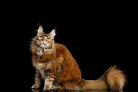 Orange tabby Maine Coon cat sitting sideways with fluffy tail curled and raised isolated on black background