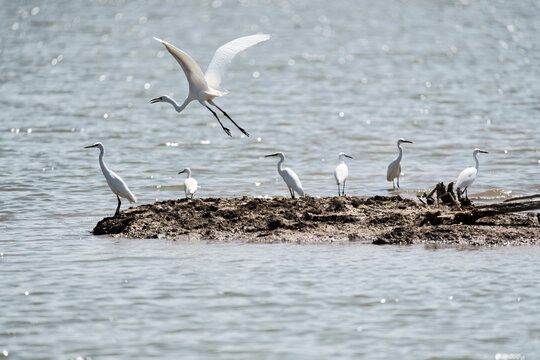 A graceful Ardea alba Great Egret standing quietly along the edge of a serene lake