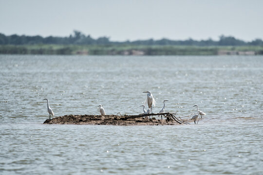 A graceful Ardea alba Great Egret standing quietly along the edge of a serene lake