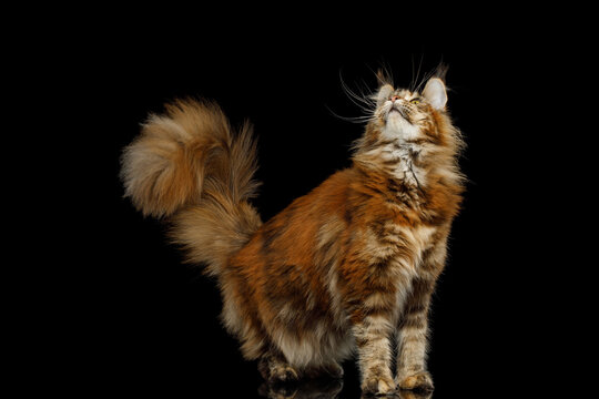 Orange tabby Maine Coon cat standing with fluffy tail raised while looking up isolated on black background