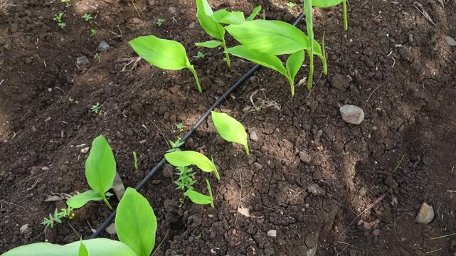 Fresh green turmeric crop in row at agriculture field 