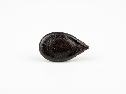 A single dark brown watermelon seed rests in a centered horizontal position on a light surface