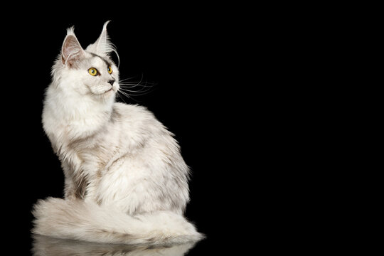 Silver tabby Maine Coon cat sitting sideways with empty copy space isolated on black background