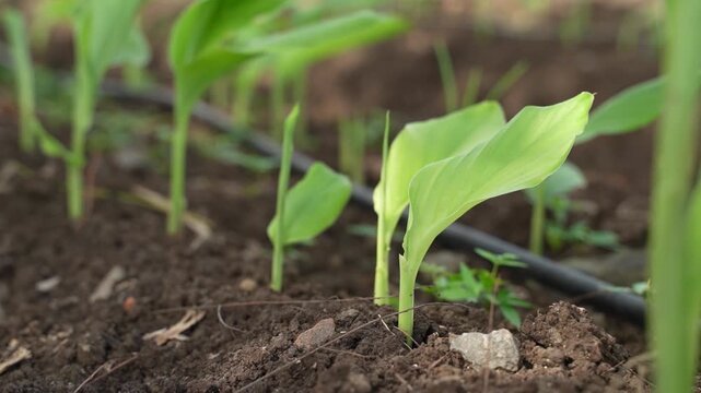 Fresh green turmeric crop in row at agriculture field 