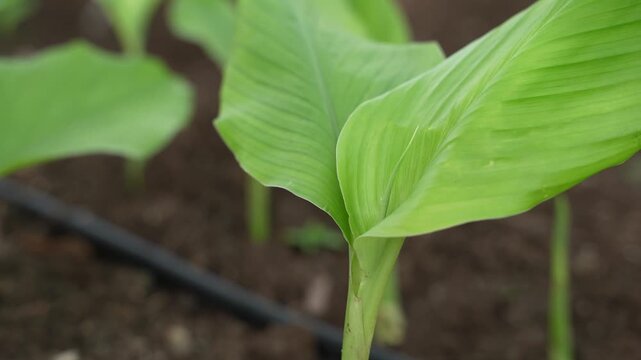 Fresh green turmeric crop in row at agriculture field 