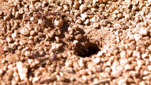 Ants Activity Around Nest Entrance in Dry Gravel Soil