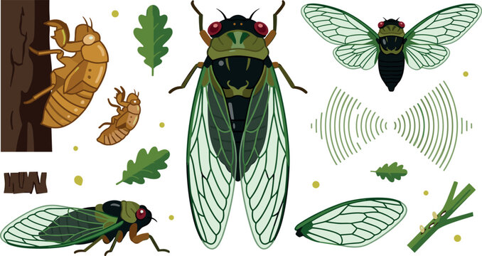 Cicada Insect Life Cycle Vector Element Set Featuring Flying Bug, Nymph Exoskeleton Shell, Sound Waves, and Wings for Nature Education Designs