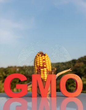 GMO sign with yellow corn field and blue sky background.
