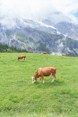 Naklejka premium Beautiful scenic view of Simmental or Fleckvieh Cows with cowbell grazing on colorful wildflower green meadow in summer. Spectacular snow capped European Alps mountains in background, alpine landscape