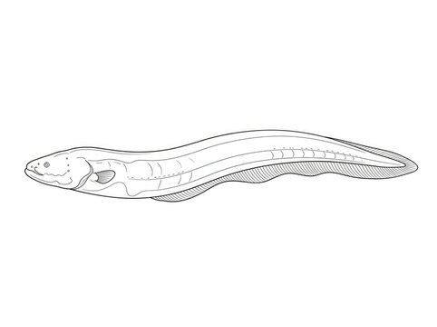 A detailed, black and white line drawing depicts a European eel. The eel&rsquo;s elongated, serpentine body is shown in profile, emphasizing its smooth skin and prominent lateral line.